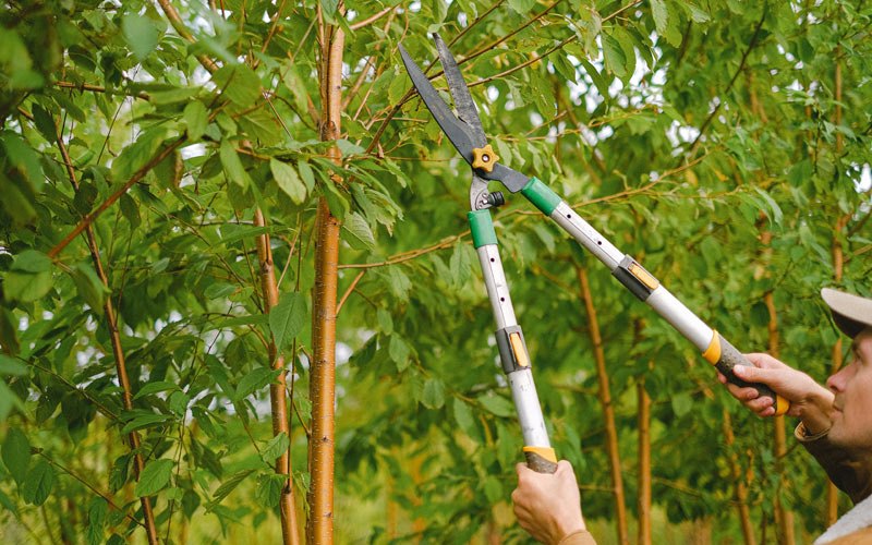 Tree trimming in Hiawatha, KS