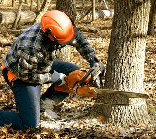 Tree Removal in Hiawatha, KS
